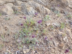 Salvia columbariae