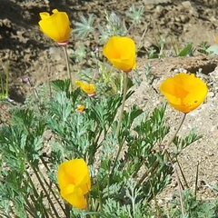 Eschscholzia californica