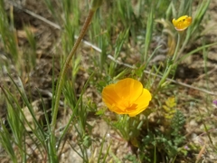 Eschscholzia californica