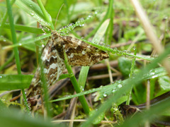 Enchoria lacteata