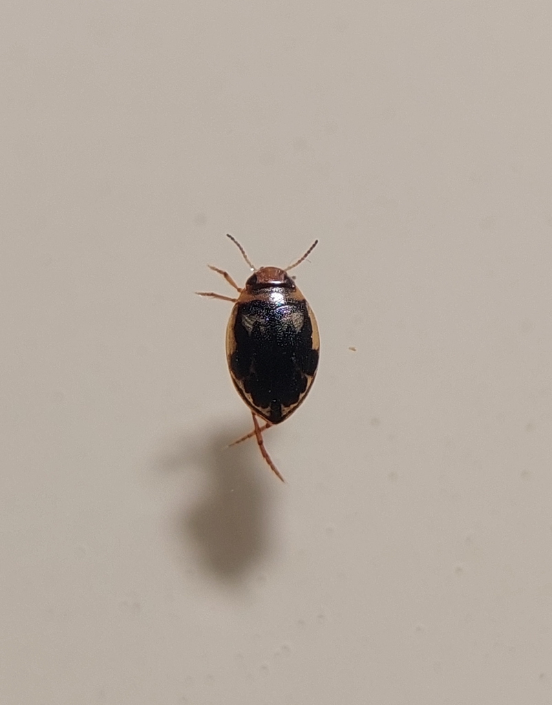 Haplotrinchus Inaequalis Hygrotus inaequalis from 9HG5+JV, Киев, Украина, 02000 on March 22 ...
