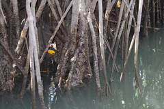 Crassostrea rhizophorae