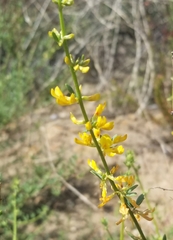 Acmispon glaber