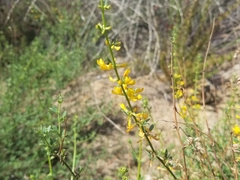 Acmispon glaber