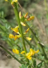 Acmispon glaber