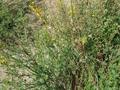 Acmispon glaber