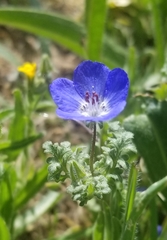 Nemophila menziesii