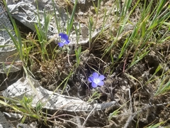 Nemophila menziesii