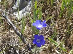 Nemophila menziesii