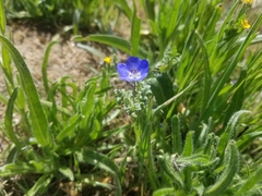 Nemophila menziesii