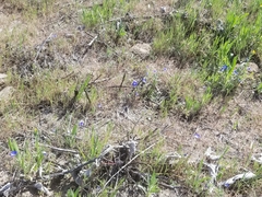 Nemophila menziesii