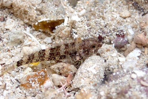 Zwarte drievinslijmvis (Enneapterygius niger) — Tripterygiidae — 3