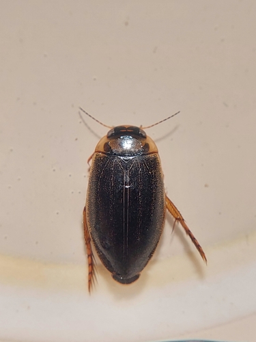 Rhantus frontalis