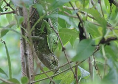 Polychrus marmoratus