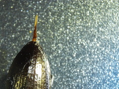 Doyenellus cisteloides