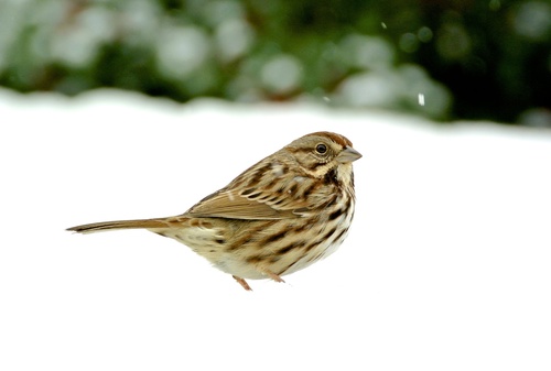 Song Sparrow photographed in Connecticut