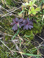 Delphinium menziesii