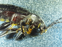 Doyenellus cisteloides