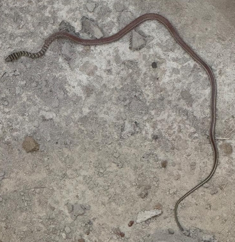 Ornate Olympic Snake