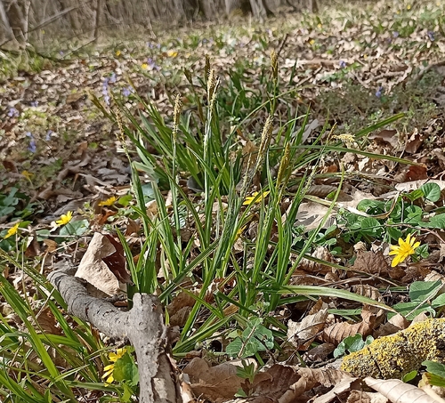 European Woodland Sedge