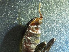 Doyenellus cisteloides