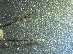 Doyenellus cisteloides