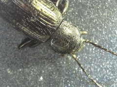 Doyenellus cisteloides