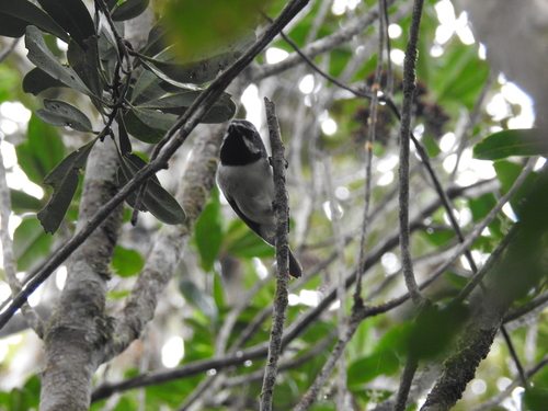 iNaturalist image