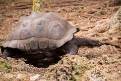Aldabrachelys gigantea