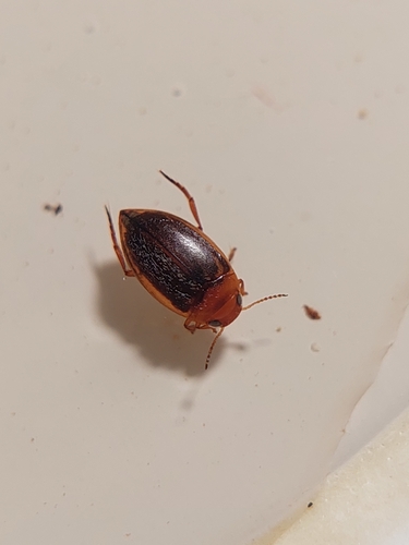 Porhydrus lineatus