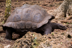 Aldabrachelys gigantea