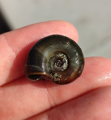 Planorbarius corneus