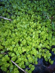 Micranthemum umbrosum