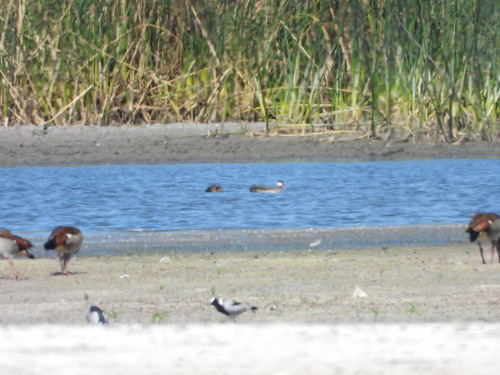 iNaturalist: (c) Joshua Almansa, some rights reserved (CC BY-NC), uploaded by Joshua Almansa iNaturalist image