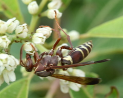 Polistes fastidiosus