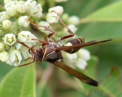 Polistes fastidiosus