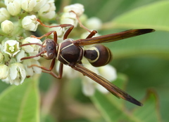 Polistes fastidiosus