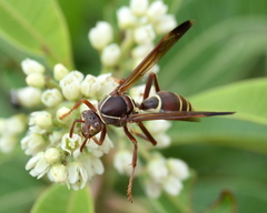 Polistes fastidiosus