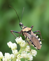 Rhynocoris neavei