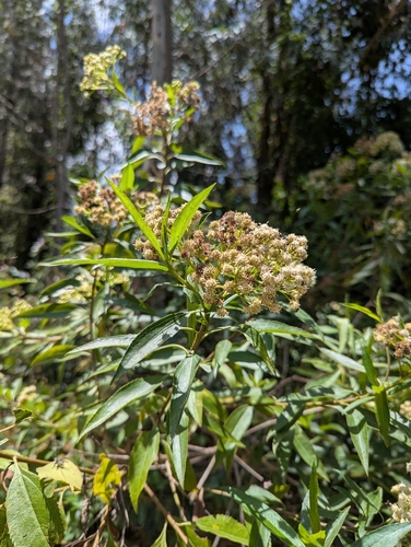 Chilean Romerillo (Baccharis latifolia)