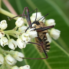 Rhynocoris neavei