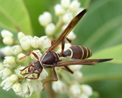 Polistes fastidiosus