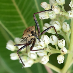 Rhynocoris neavei