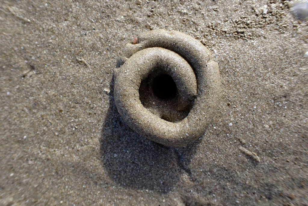 Black Lugworm