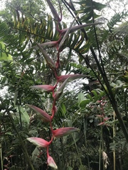 Heliconia chartacea
