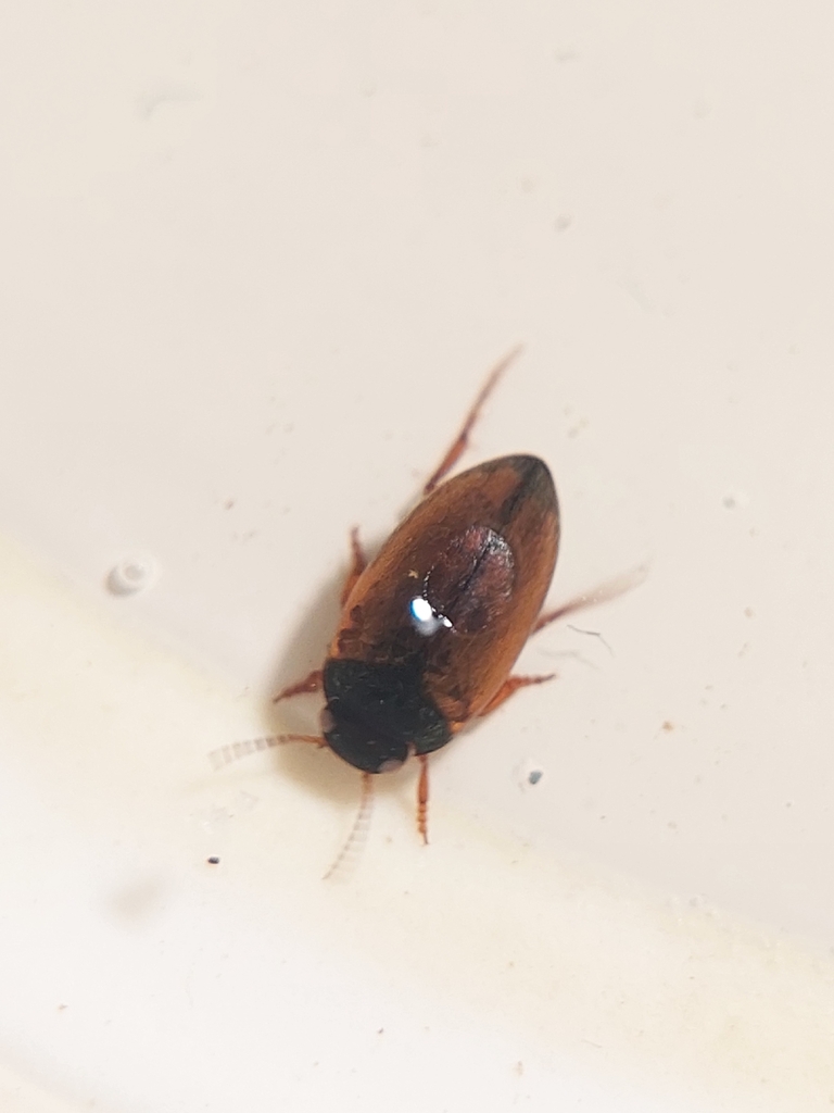 Hydroporus pubescens
