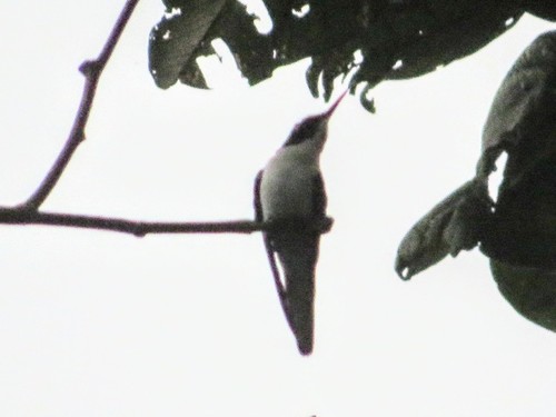 Colibrí Hada Occidental (Heliothryx barroti)