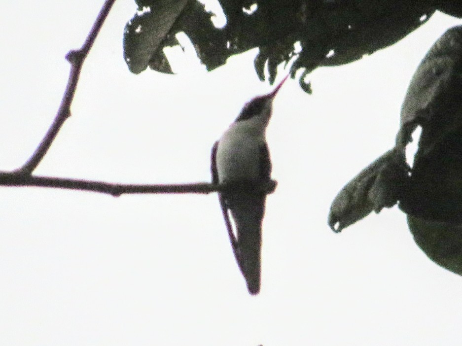 Purple-crowned Fairy (Heliothryx barroti)