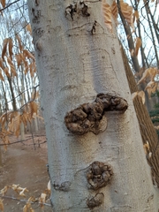 Cryptococcus fagisuga