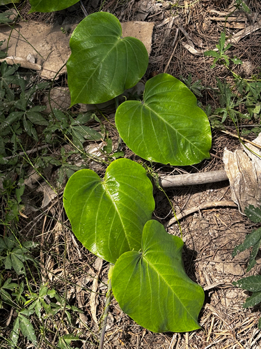 Passiflora ligularis